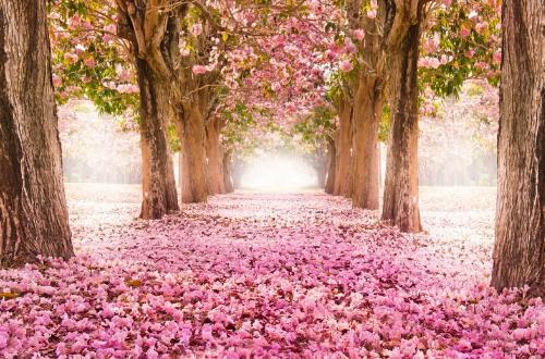 樱花色庭院